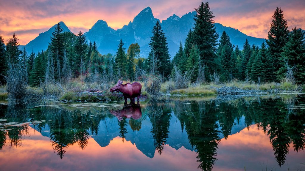 Moose along Snake river, Grand Teton National Park, Wyoming, Rocky Mountains, USA