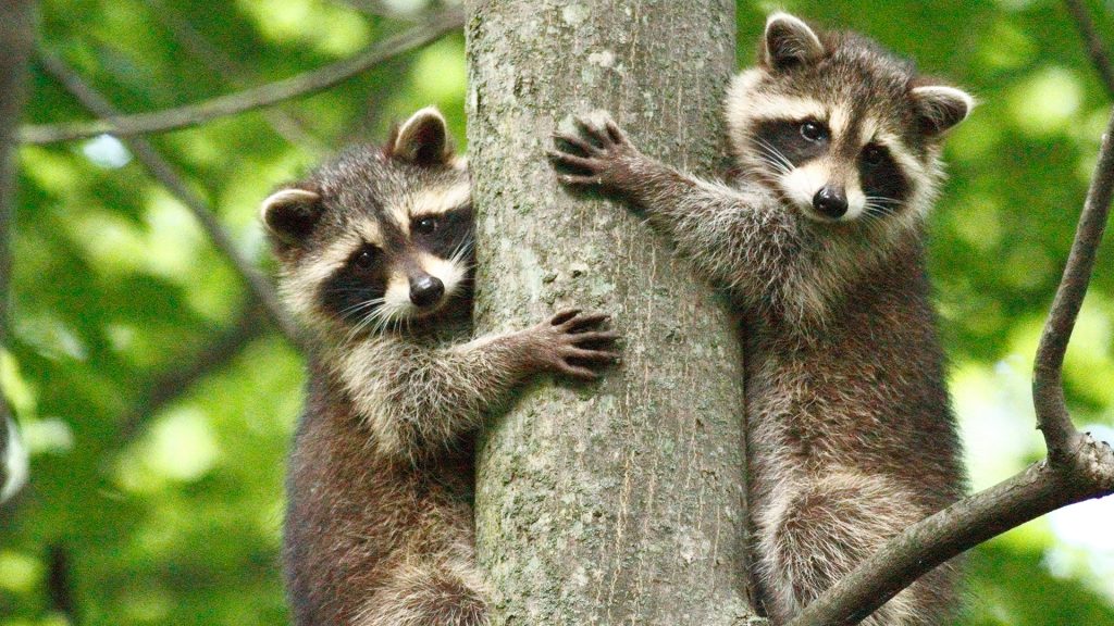 Treehuggers, beautiful moment, raccoons, Ontario, Canada