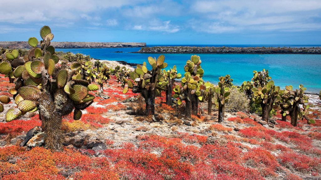 Cactuses and Galapagos Carpet Weed on South Plaza Island, Galapagos Islands, Ecuador