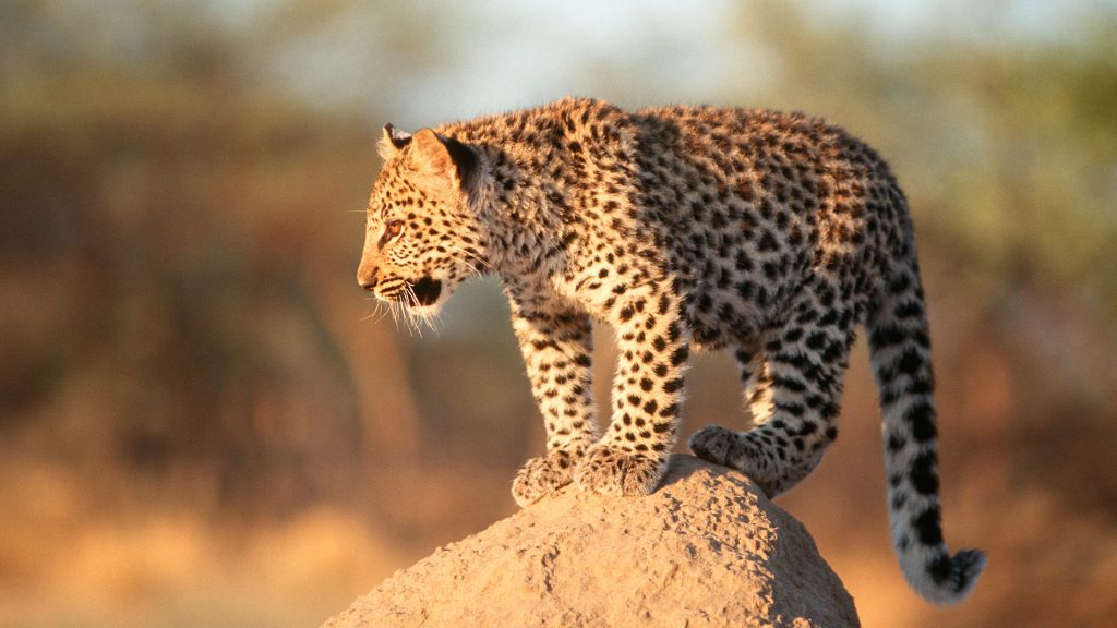 Leopard (Panthera pardus) cub standing on a termite mound, Harnas Wildlife Sanctuary, Namibia