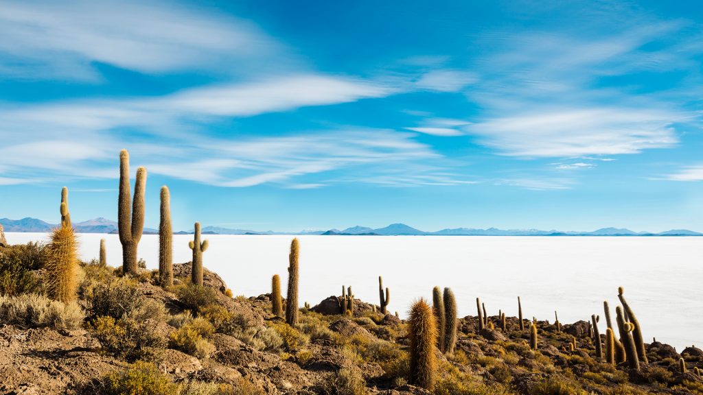 Cacti on Incahuasi island, Salar de Uyuni, Altiplano, Atacama, Bolivia