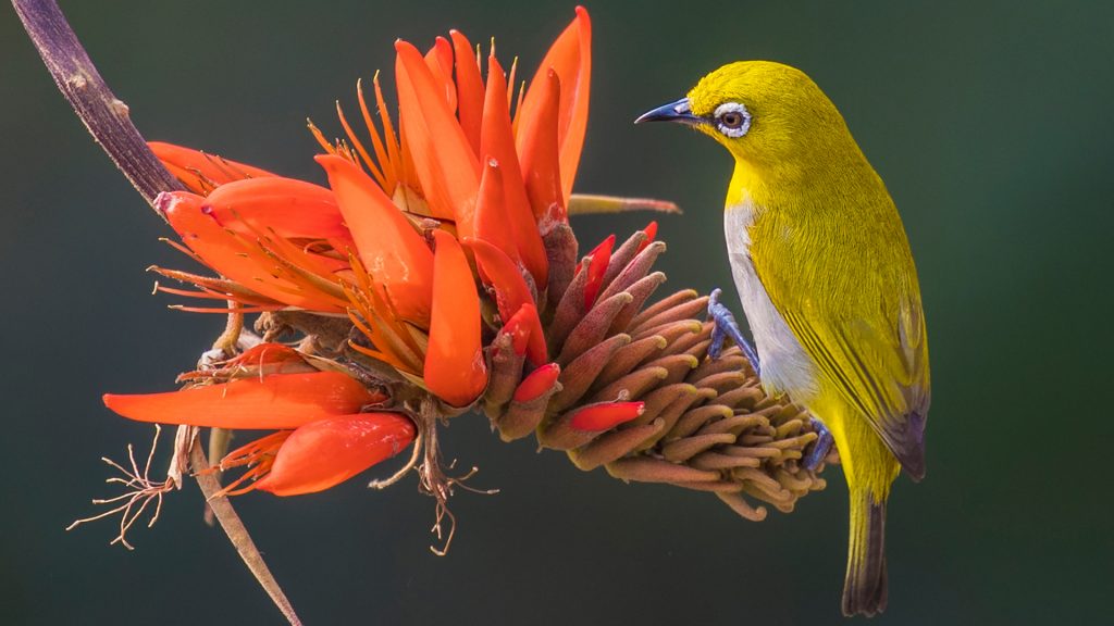 Indian white-eye bird taking honey from the flower, Bangladesh