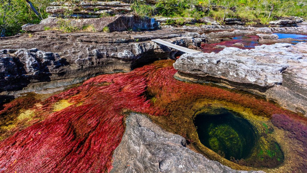 River of Five Colors Caño Cristales in Serrania de la Macarena, Meta, Colombia