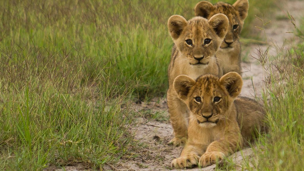 Lion cubs looking at the camera, Moremi Game Reserve, Okavango Delta, Botswana