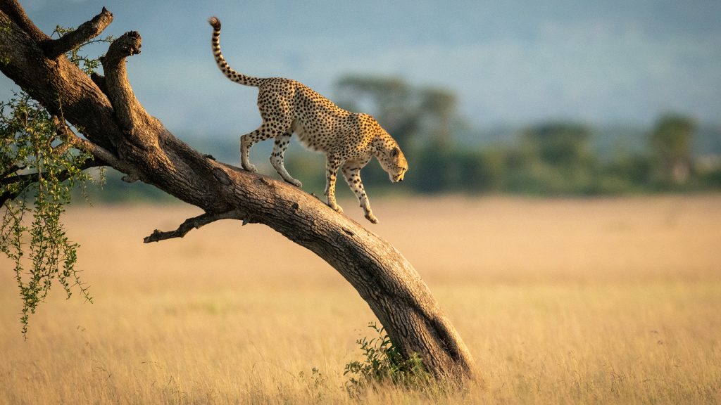 Cheetah walks down twisted tree in savannah, Serengeti National Park, Tanzania