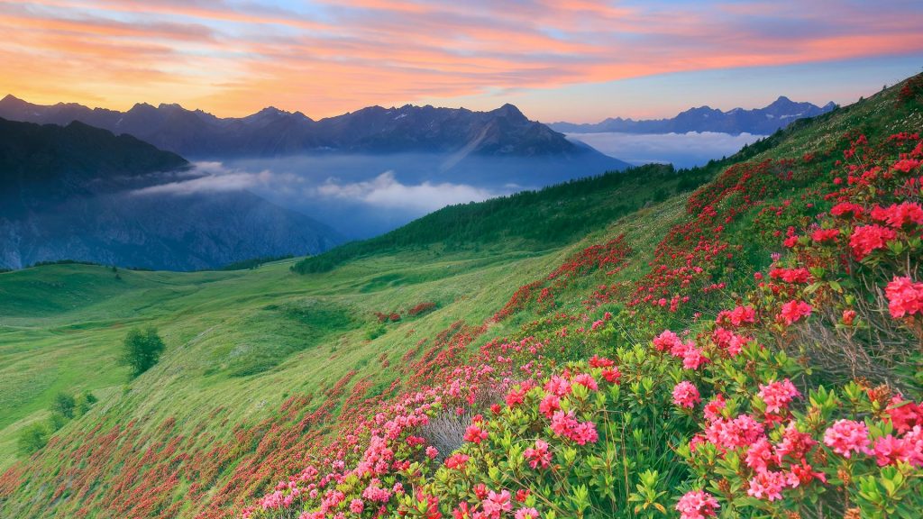 Rhododendron flowering in the Champillon Refuge in the Ollomont Valley, Valpelline, Italy