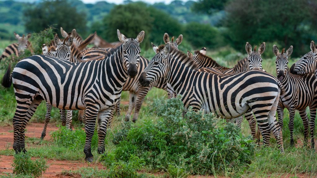 Grant's zebras (Equus quagga boehmi), Tsavo, Kenya