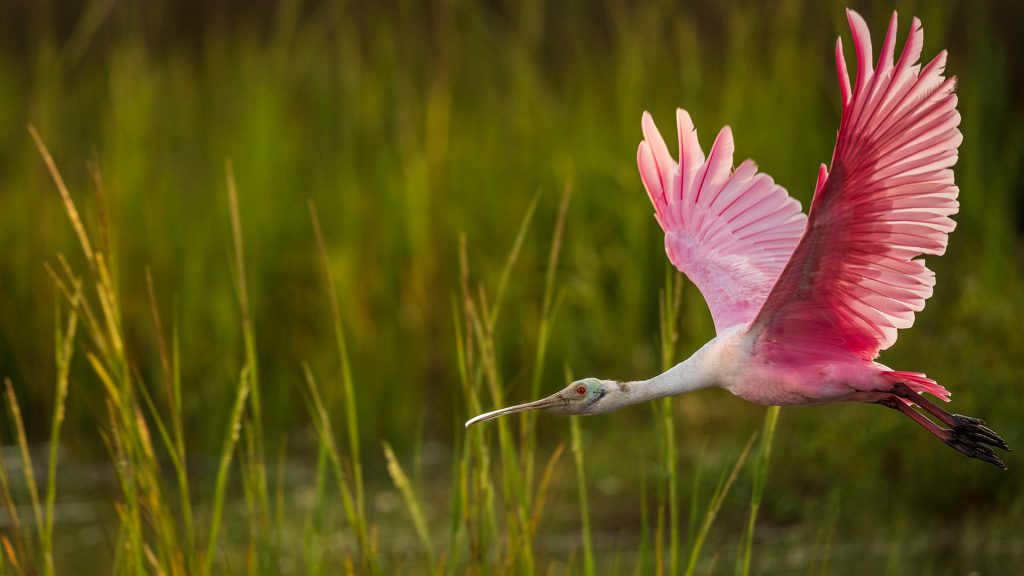 Roseate spoonbill in Huntington Beach State Park near Pawleys Island, South Carolina, USA