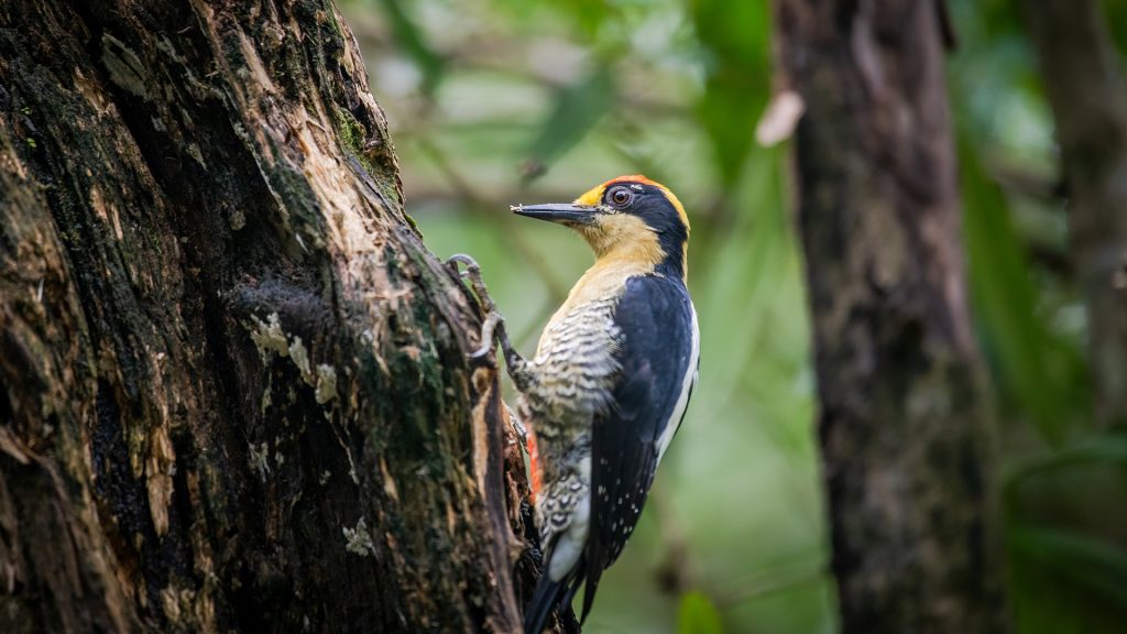 Golden-naped woodpecker (Melanerpes chrysauchen) on a tree, Puerto Jimenez, Costa Rica