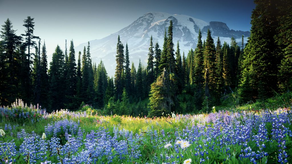 View from wildflower meadows of Paradise valley, Mount Rainier National Park, Washington, USA