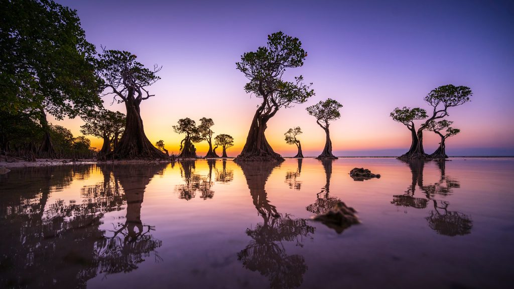 Perfect view of mangrove trees during twilight, Walakiri Beach, East Sumba Regency, Indonesia