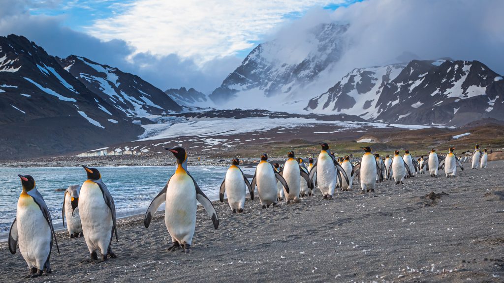 Numerous king penguins walk the beach at St. Andrews Bay, South Georgia island, UK