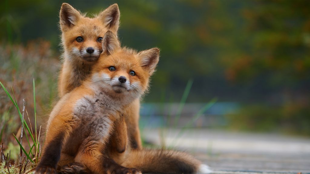 Wild baby red foxes cuddling at the beach, Nova Scotia, Canada