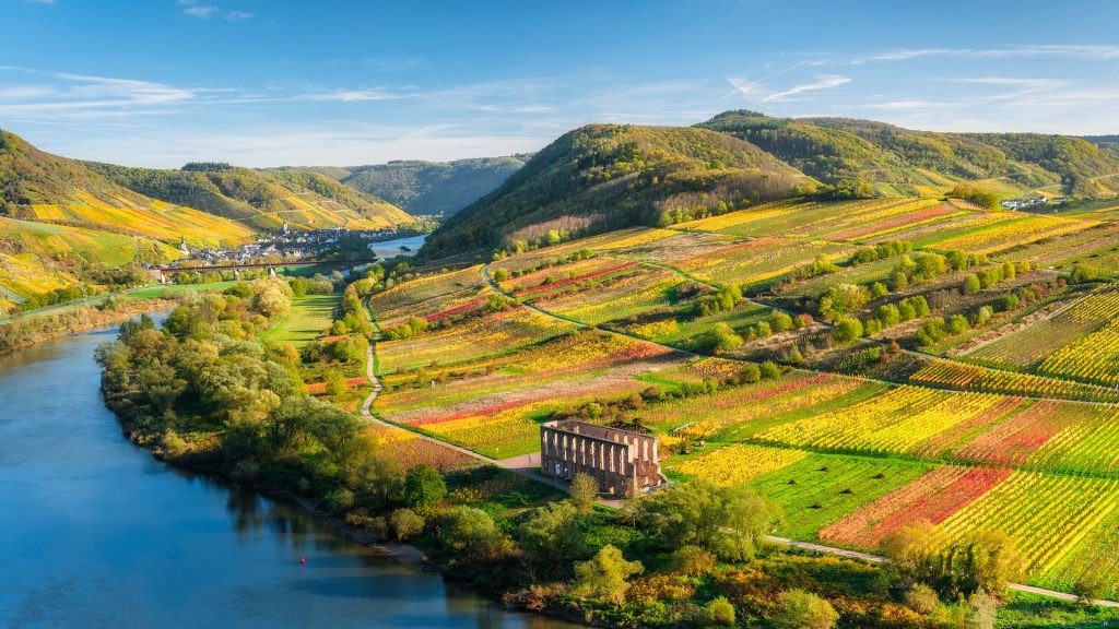 View from autumnal vineyards near Bremm to Moselle valley, Rhineland-Palatinate, Germany