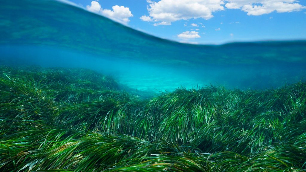 Seagrass underwater sea and blue sky with cloud, Mediterranean sea, Spain