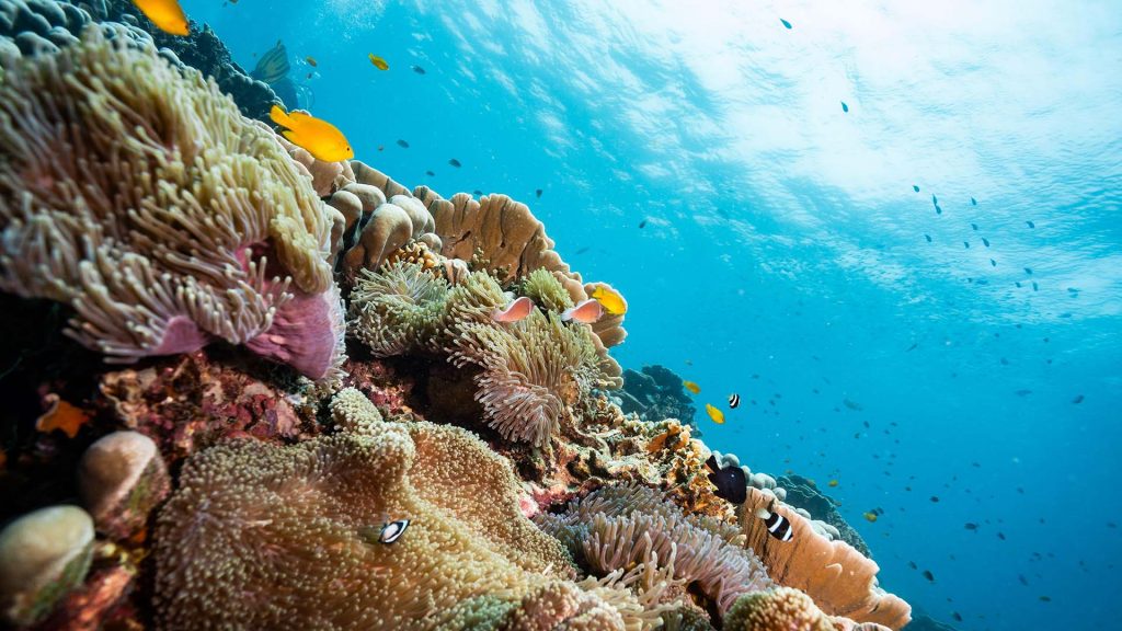 Stunning view of the sea coral reef slope, Tioman Island, Malaysia