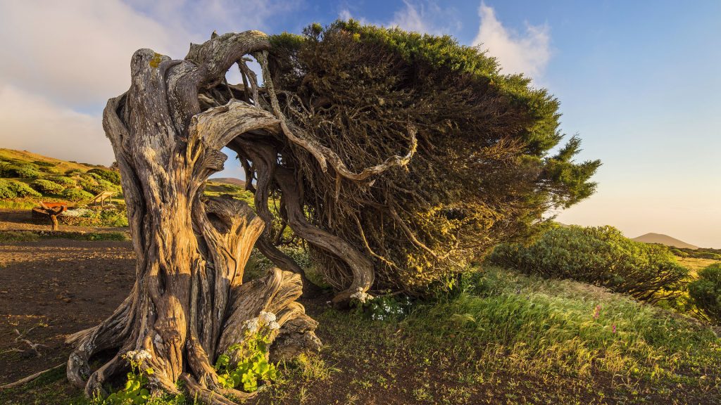 Juniper tree shaped by wind, La Dehesa forest, El Sabinar, El Hierro, Canary Islands, Spain