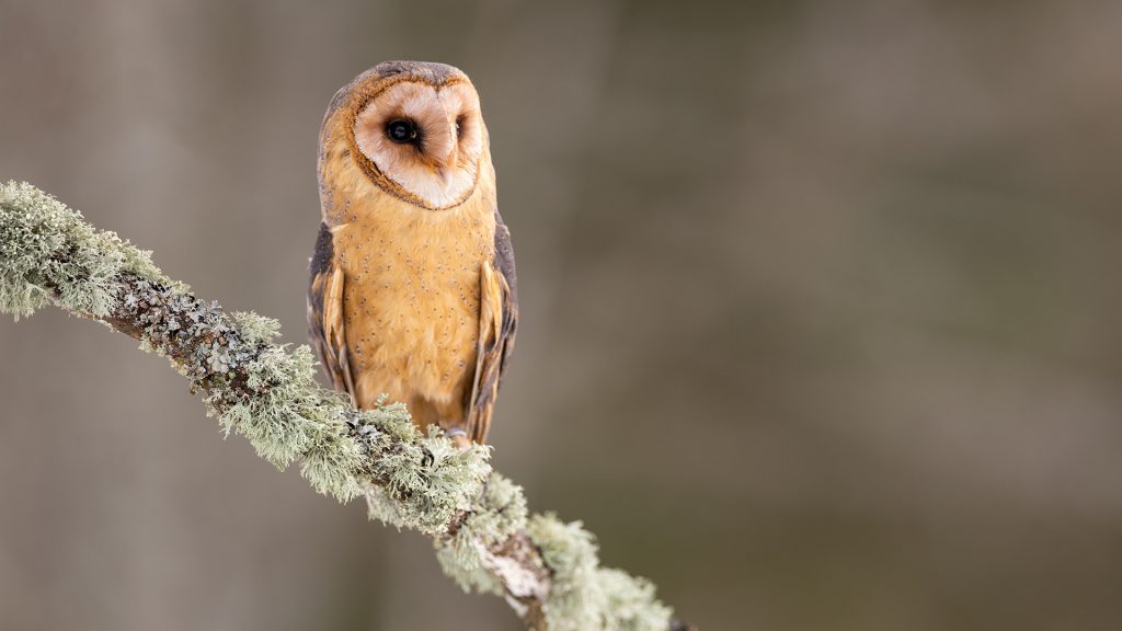 Barn owl (Tyto alba) perching on a branch, Germany