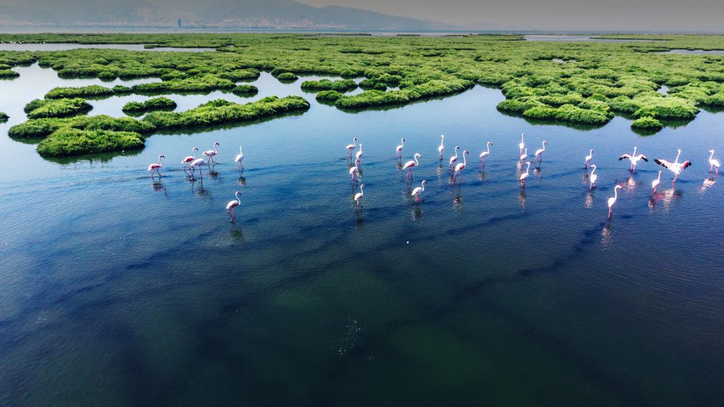 Flamingos in Gediz Delta, İzmir, Turkey