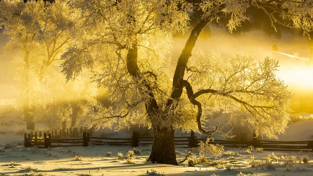 Cottonwood tree at winter sunrise, Lamar Valley, Yellowstone National Park, Montana, USA