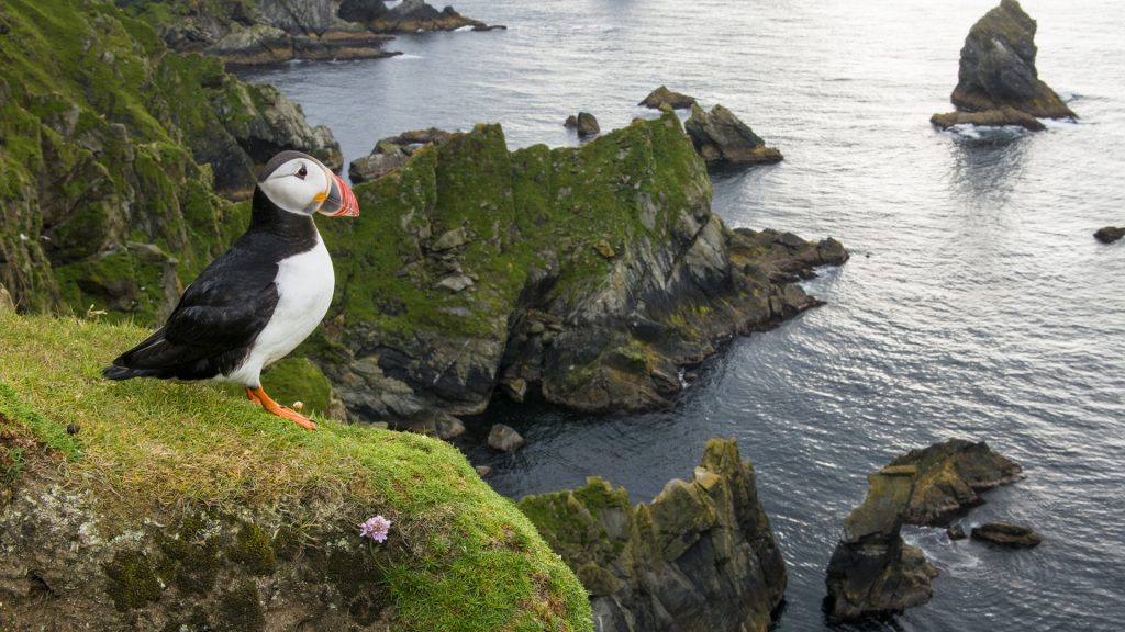 Atlantic puffin, Hermaness National Nature Reserve, Unst, Shetland Islands, Scotland, UK