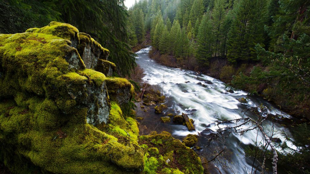 Upper Rogue River running through forested canyon in Siskiyou National Forest, Oregon, USA