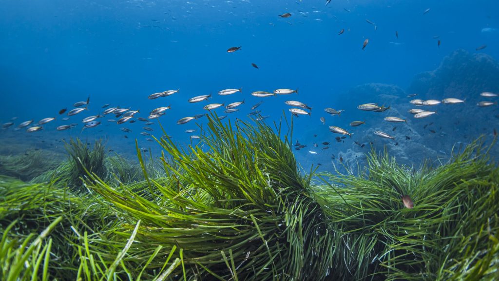 Seagrass (Posidonia oceanica) and fishes in Mediterranean Sea, France