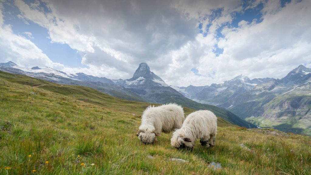 Sheeps grazing grass in Zermatt with Matterhorn peak on background, Valais, Switzerland