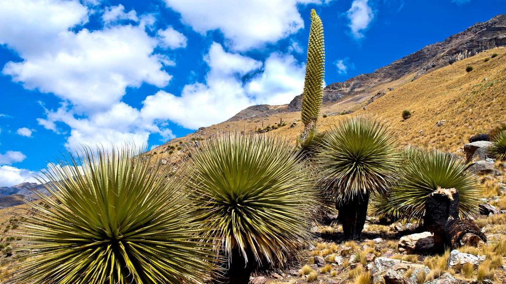 Queen of the Andes (Puya raimondii) with inflorescence, Huascaran National Park, Ancash, Peru