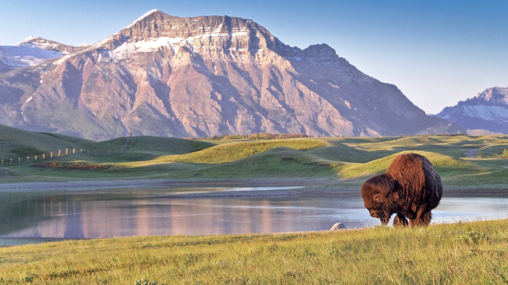 Plains Bison (Bison bison) American Buffalo, Waterton Lakes National Park, Alberta, Canada