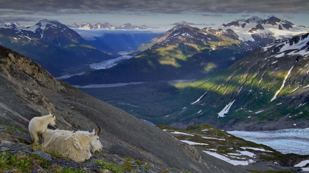 Mountain Goats (Oreamnos americanus) at Exit Glacier, Kenai Fjords National Park, Alaska, USA