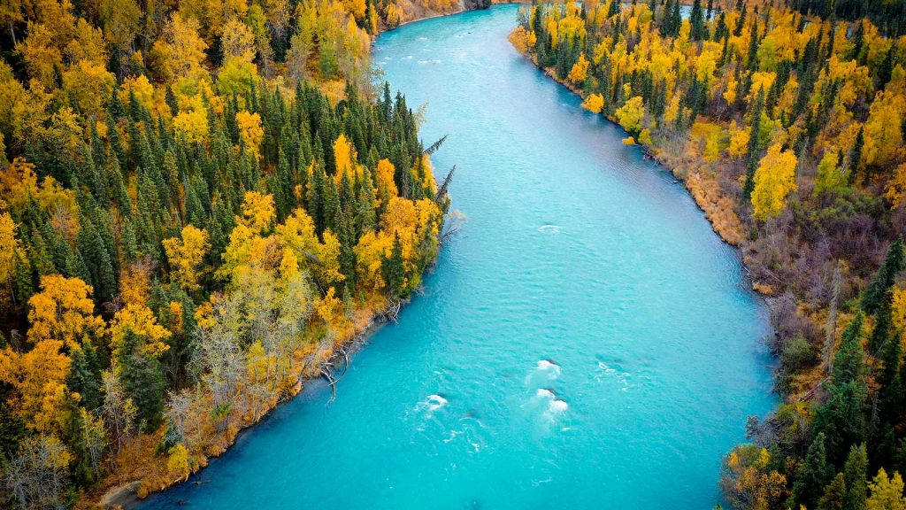 Aerial view of Kasilof River blue waters in the boreal forest of Alaska in fall colors, USA