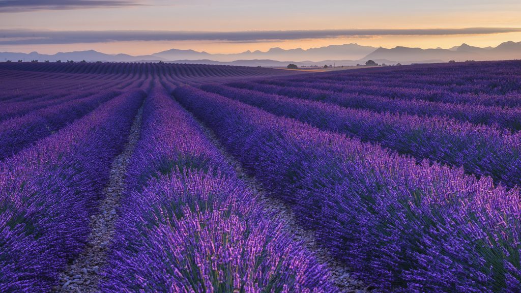 Field of lavender, Plateau de Valensole, Provence-Alpes-Côte d'Azur, France