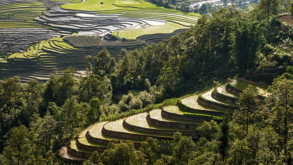 Rice paddies at Sapa (Sa Pa) Valley, Northern Vietnam