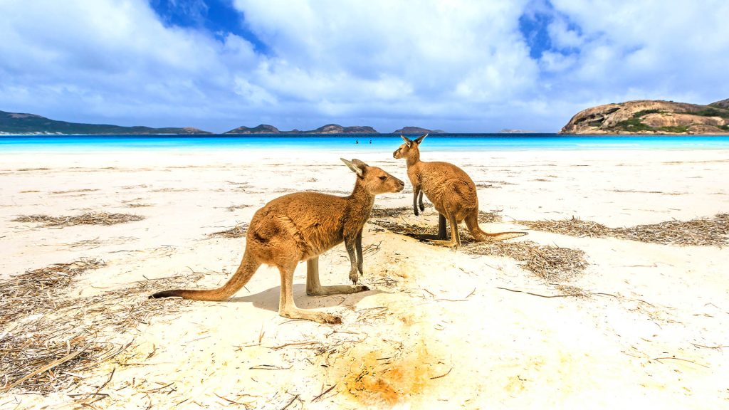 Kangaroos in Lucky Bay, Cape Le Grand National Park, near Esperance in Western Australia