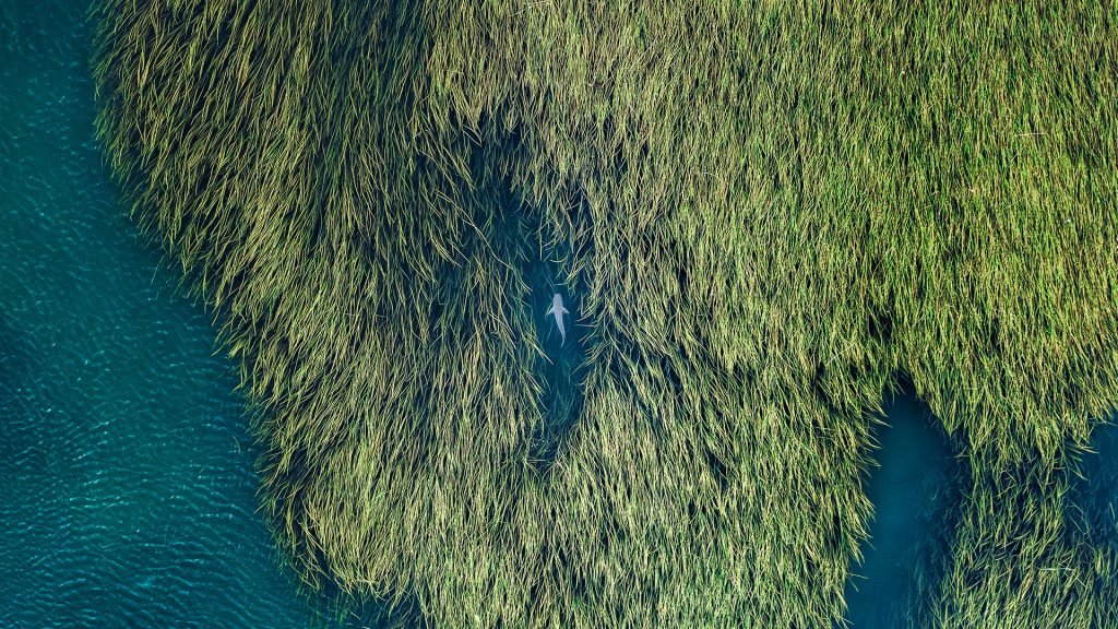 Bull shark swimming amongst reeds in the Ord River, Kununurra, Kimberley, Western Australia