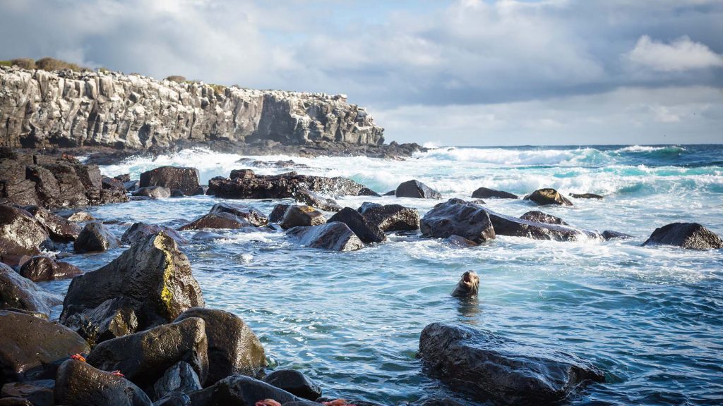 Galapagos sea lion (Zalophus wollebaeki), Punta Suarez, Espanola Island, Ecuador