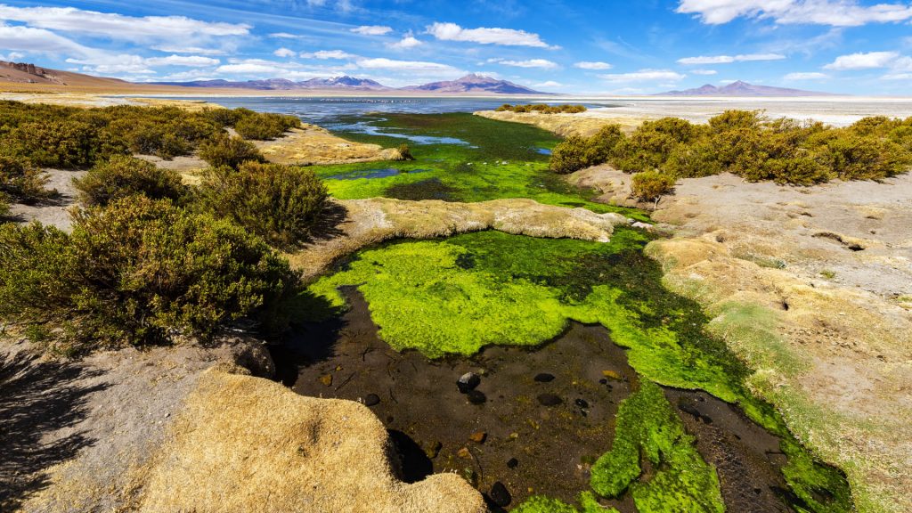 Landscape of Salar de Tara in Atacama altiplano region, Los Flamencos National Reserve, Chile