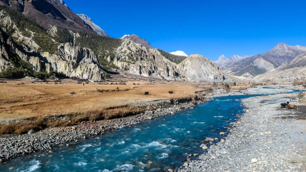 Praken Gompa, Yaks grazing in the Manang Valley, Annapurna Circuit Trek, Himalayas, Nepal