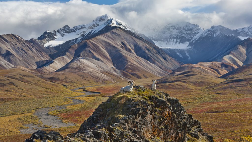 Panorama of Dall sheep rams, Polychrome Pass, Denali National Park and Preserve, Alaska, USA