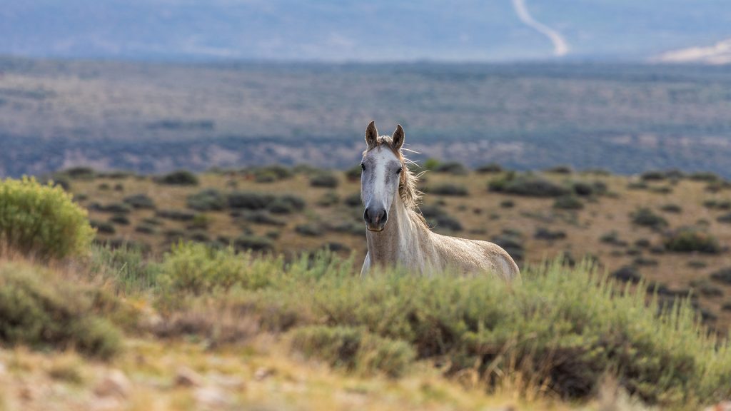 A beautiful wild horse in the high desert of Sand Wash Basin, Colorado, USA