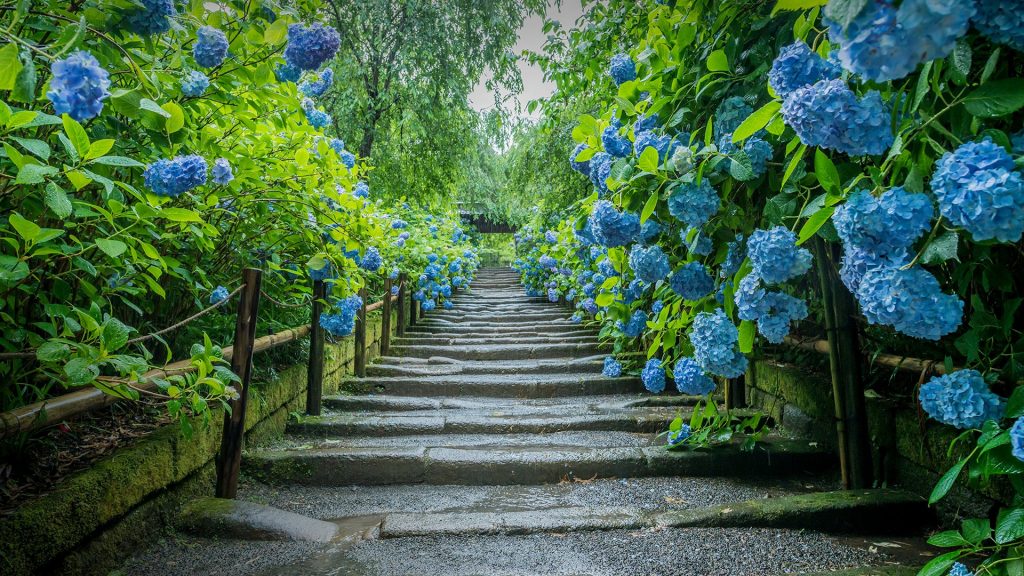 Mophead Hydrangea in summer, Kamakura, Japan