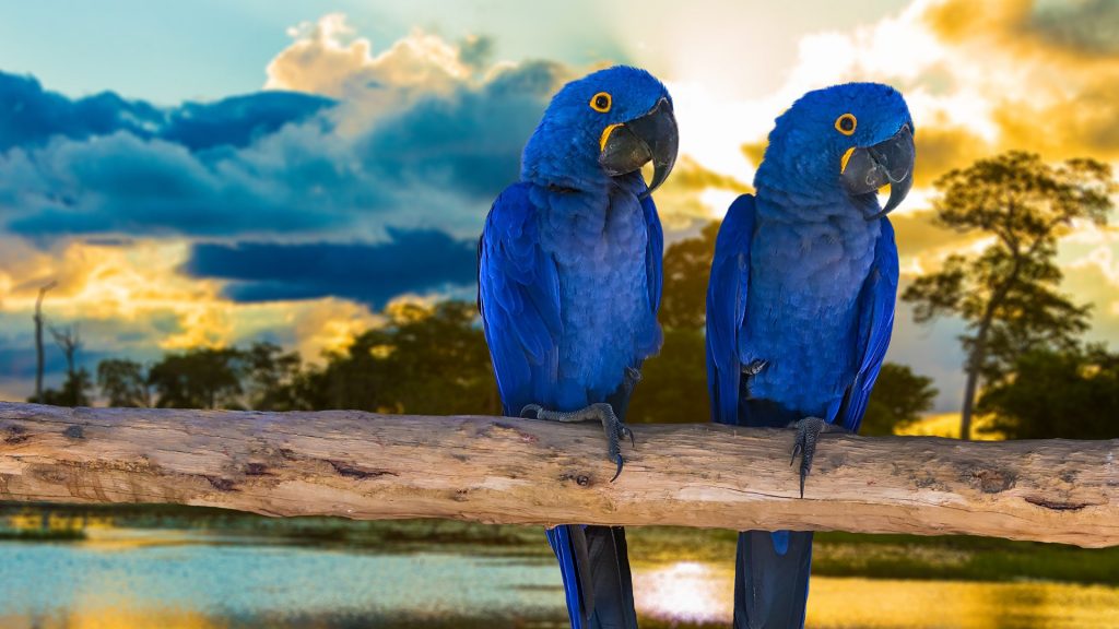 Blue Macaw parrots in Pantanal, Mato Grosso do Sul, Brazil