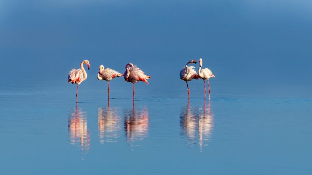 Group of pink african flamingos walking around the lagoon, Walvis Bay, Namibia