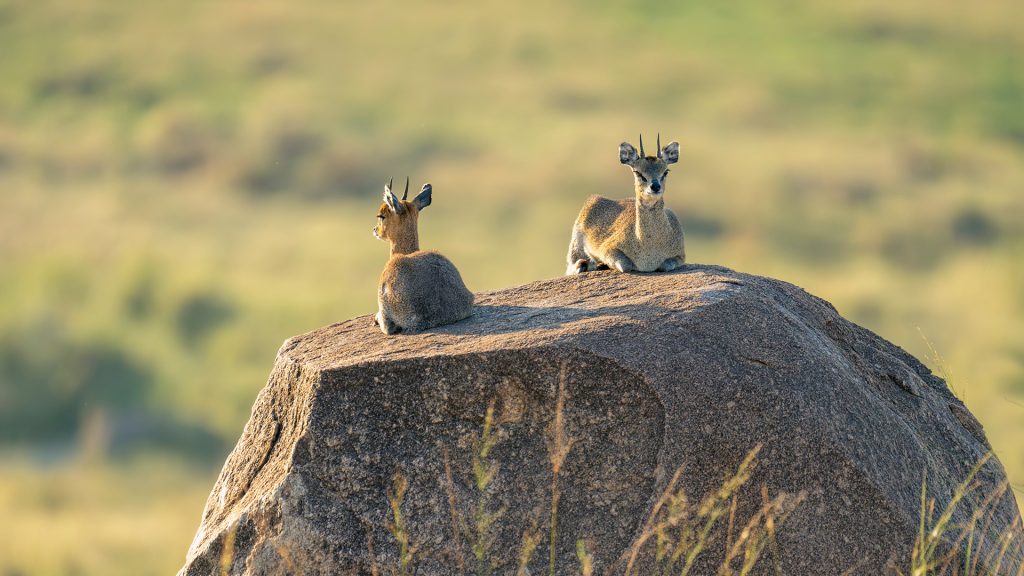 Two klipspringer antelopes lie on rock at sunrise, Serengeti National Park, Tanzania
