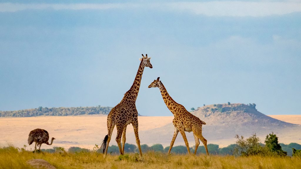 Masai giraffe and ostrich in Serengeti National Park, Kogatende, Tanzania