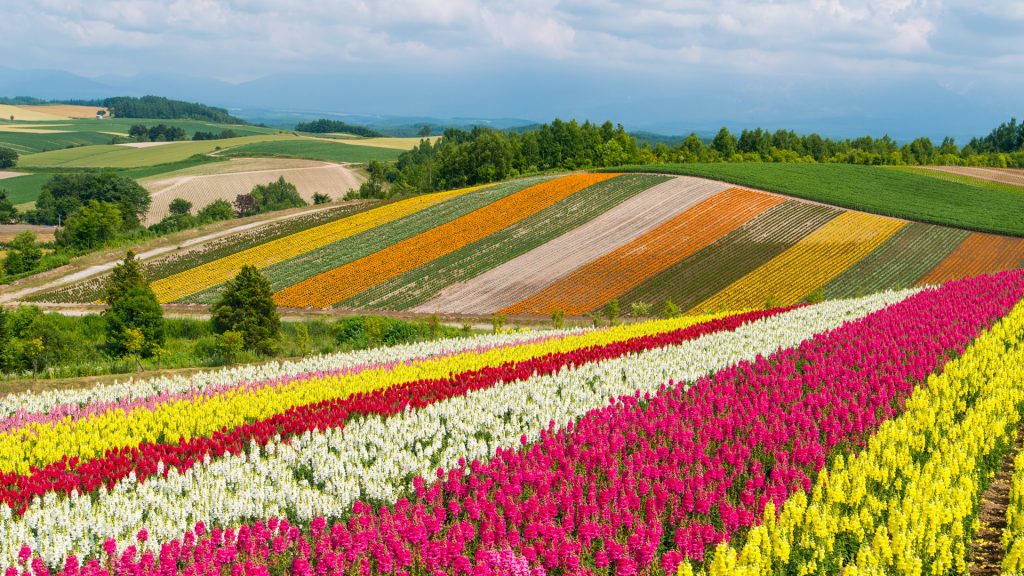 Scenic view of flowering plants on field against sky, Shikisai no Oka, Hokkaido, Japan