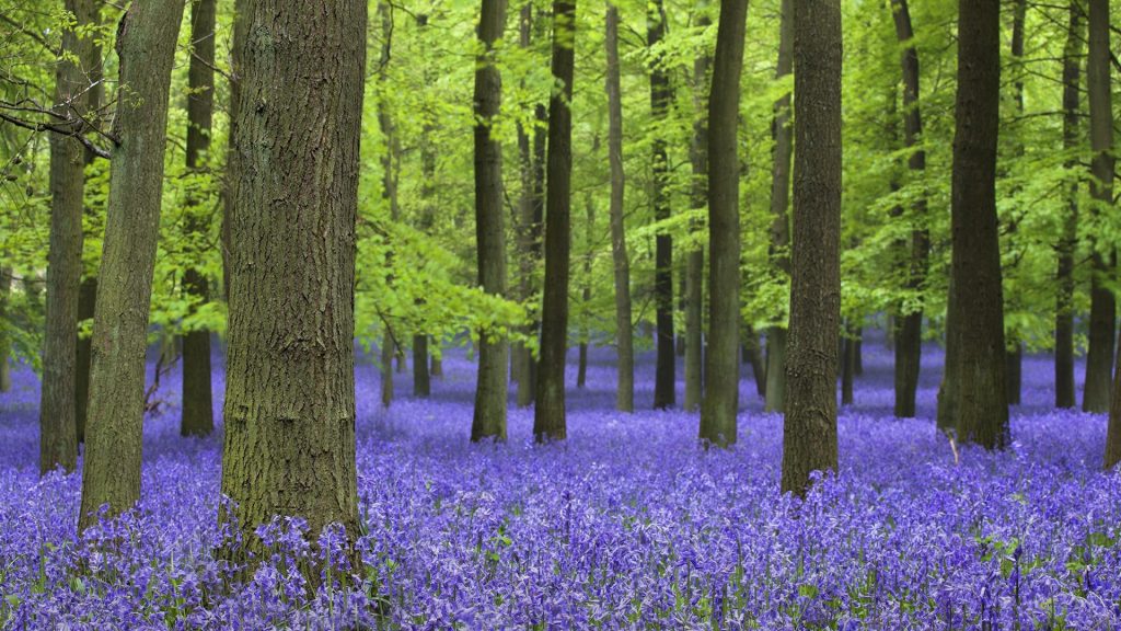 Spring bluebell woodlands, Ashridge Estate, Hertfordshire, England, UK