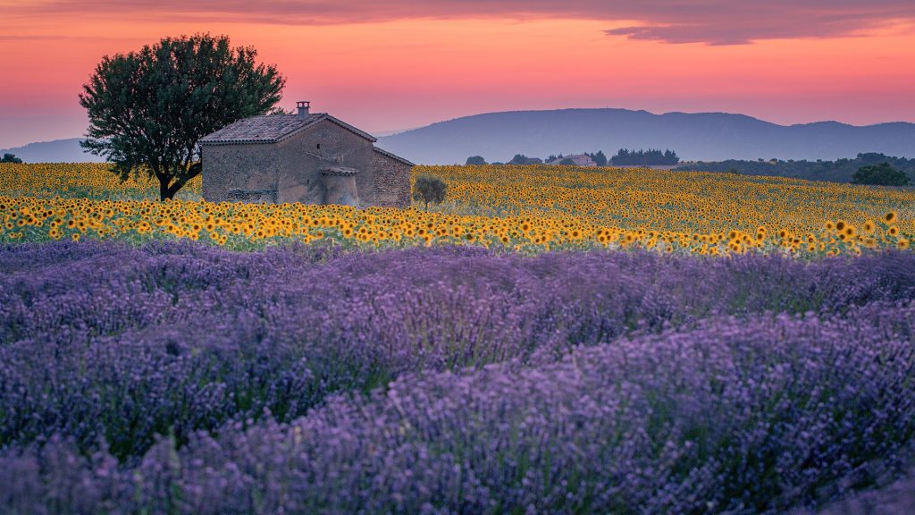 Farmhouse and cypress tree in a lavender field in bloom, Provence, Valensole Plateau, France
