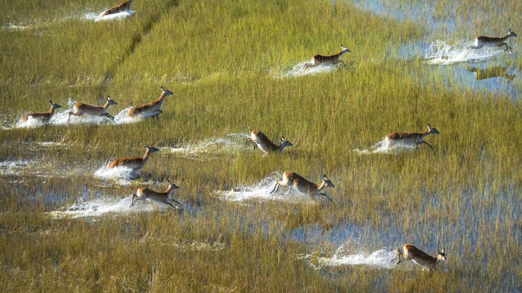 Aerial view of herd of water antelope Kobus lechwe in plains of the Okavango Delta, Botswana